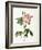 Rosa Gallica Versicolor-Pierre-Joseph Redouté-Framed Giclee Print