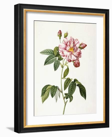 Rosa Gallica Versicolor-Pierre-Joseph Redouté-Framed Giclee Print