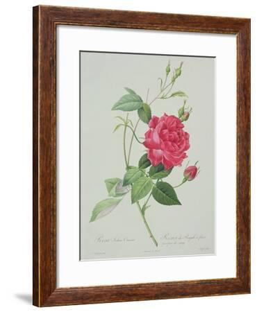 Pierre-Joseph Redouté Les Roses Bengal Rose Rosa Indica Cruneta Print 3 373