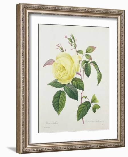 Rosa Indica, Engraved by Bessin, from 'Choix Des Plus Belles Fleurs', 1827-Pierre Joseph Redout?-Framed Giclee Print