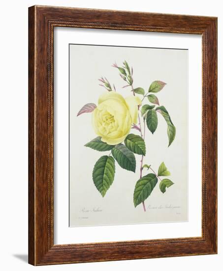 Rosa Indica, Engraved by Bessin, from 'Choix Des Plus Belles Fleurs', 1827-Pierre Joseph Redout?-Framed Giclee Print