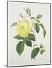 Rosa Indica, Engraved by Bessin, from 'Choix Des Plus Belles Fleurs', 1827-Pierre Joseph Redout?-Mounted Giclee Print