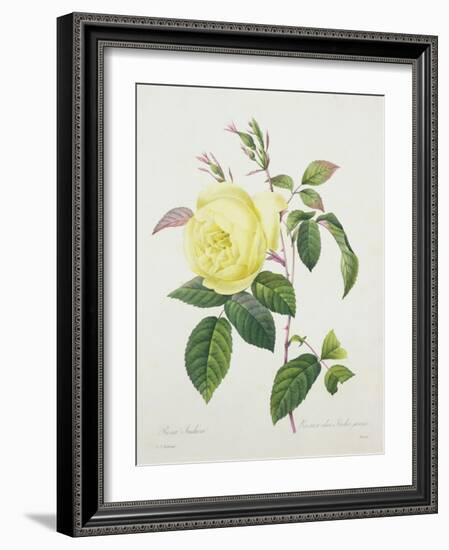 Rosa Indica, Engraved by Bessin, from 'Choix Des Plus Belles Fleurs', 1827-Pierre Joseph Redout?-Framed Giclee Print