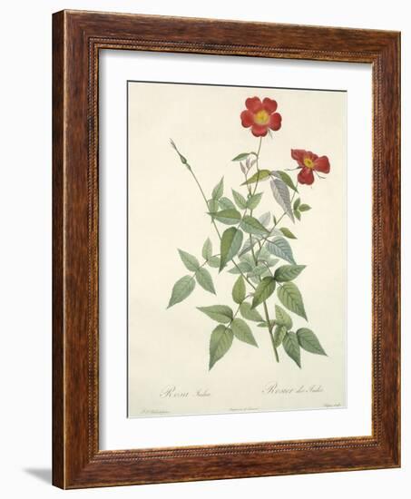 Rosa Indica, Engraved by Chapuy, from 'Les Roses', 1817-24-Pierre-Joseph Redouté-Framed Giclee Print