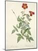 Rosa Indica, Engraved by Chapuy, from 'Les Roses', 1817-24-Pierre-Joseph Redouté-Mounted Giclee Print