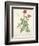 Rosa Indica, Engraved by Chapuy, from 'Les Roses', 1817-24-Pierre-Joseph Redouté-Framed Giclee Print