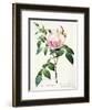 Rosa Indica Fragrans, Engraved by Langlois, Published by Remond Giclee ...
