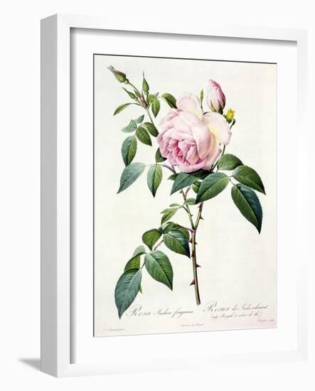 Rosa Indica Fragrans, Engraved by Langlois, Published by Remond-Pierre-Joseph Redouté-Framed Giclee Print