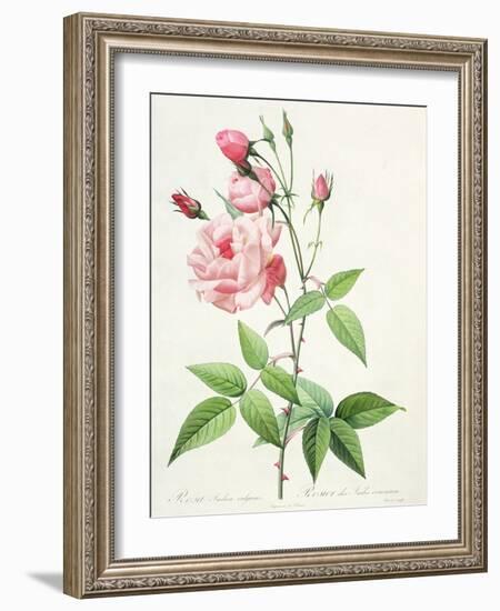 Rosa Indica Vulgaris, Engraved by Bessin, from 'Les Roses', Vol II, 1821-Pierre-Joseph Redouté-Framed Giclee Print