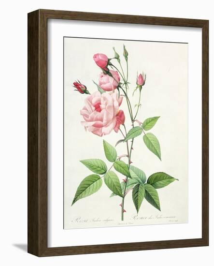 Rosa Indica Vulgaris, Engraved by Bessin, from 'Les Roses', Vol II, 1821-Pierre-Joseph Redouté-Framed Giclee Print