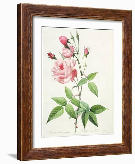 Rosa Indica Vulgaris, Engraved by Bessin, from 'Les Roses', Vol II, 1821-Pierre-Joseph Redouté-Framed Giclee Print