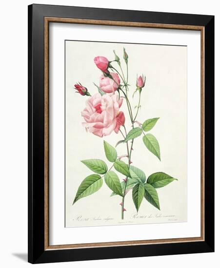 Rosa Indica Vulgaris, Engraved by Bessin, from 'Les Roses', Vol II, 1821-Pierre-Joseph Redouté-Framed Giclee Print