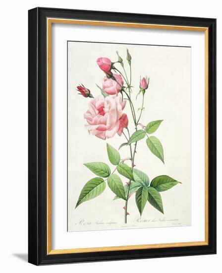 Rosa Indica Vulgaris, Engraved by Bessin, from 'Les Roses', Vol II, 1821-Pierre-Joseph Redouté-Framed Giclee Print