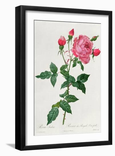 Rosa Indica-Pierre-Joseph Redouté-Framed Giclee Print