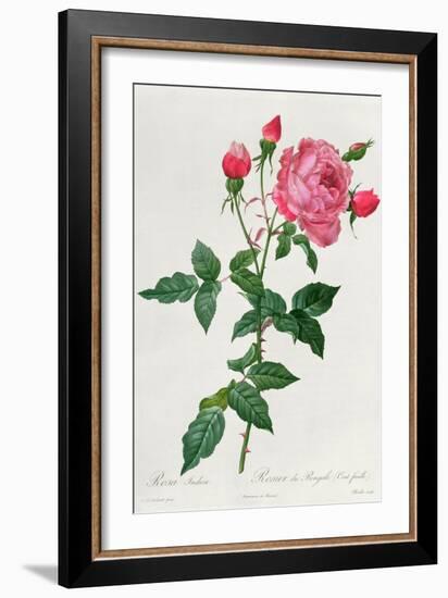 Rosa Indica-Pierre-Joseph Redouté-Framed Giclee Print