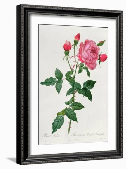 Rosa Indica-Pierre-Joseph Redouté-Framed Giclee Print