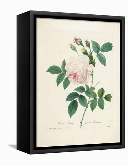 Rosa Indica-Pierre-Joseph Redouté-Framed Premier Image Canvas