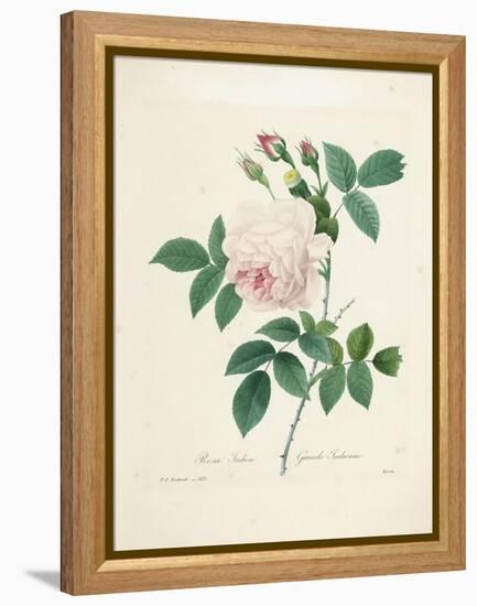 Rosa Indica-Pierre-Joseph Redouté-Framed Premier Image Canvas