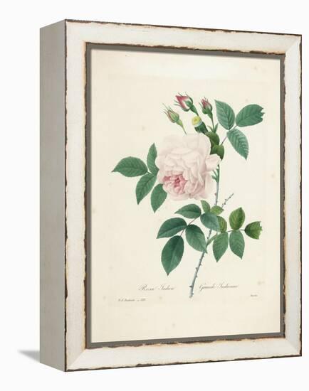 Rosa Indica-Pierre-Joseph Redouté-Framed Premier Image Canvas