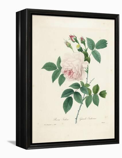 Rosa Indica-Pierre-Joseph Redouté-Framed Premier Image Canvas