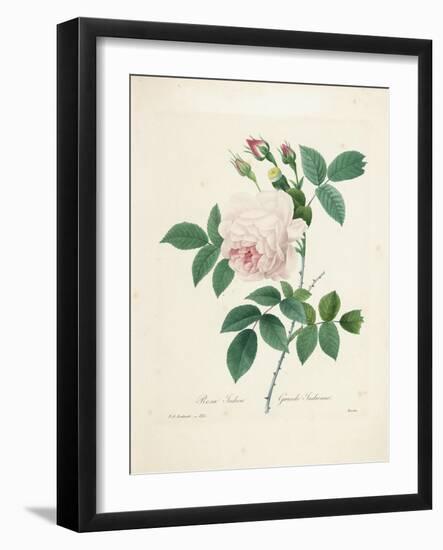 Rosa Indica-Pierre-Joseph Redouté-Framed Giclee Print