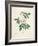 Rosa Indica-Pierre-Joseph Redouté-Framed Giclee Print