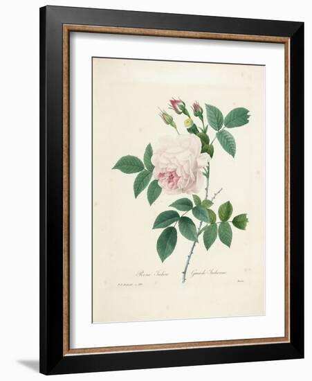 Rosa Indica-Pierre-Joseph Redouté-Framed Giclee Print