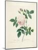 Rosa Indica-Pierre-Joseph Redouté-Mounted Giclee Print