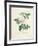 Rosa Indica-Pierre-Joseph Redouté-Framed Giclee Print