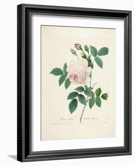 Rosa Indica-Pierre-Joseph Redouté-Framed Giclee Print