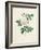 Rosa Indica-Pierre-Joseph Redouté-Framed Giclee Print