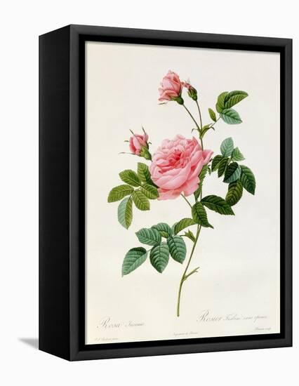 Rosa Inermis-Pierre Joseph Redout?-Framed Premier Image Canvas