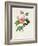 Rosa Inermis-Pierre Joseph Redout?-Framed Giclee Print