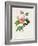 Rosa Inermis-Pierre Joseph Redout?-Framed Giclee Print