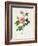 Rosa Inermis-Pierre Joseph Redout?-Framed Giclee Print