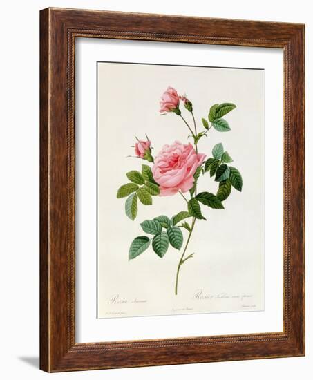 Rosa Inermis-Pierre Joseph Redout?-Framed Giclee Print