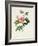 Rosa Inermis-Pierre Joseph Redout?-Framed Giclee Print