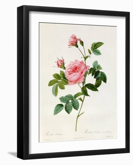 Rosa Inermis-Pierre Joseph Redout?-Framed Giclee Print