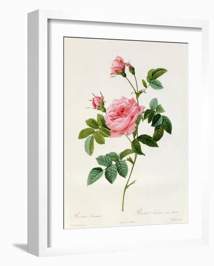 Rosa Inermis-Pierre Joseph Redout?-Framed Giclee Print