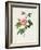 Rosa Inermis-Pierre Joseph Redout?-Framed Giclee Print