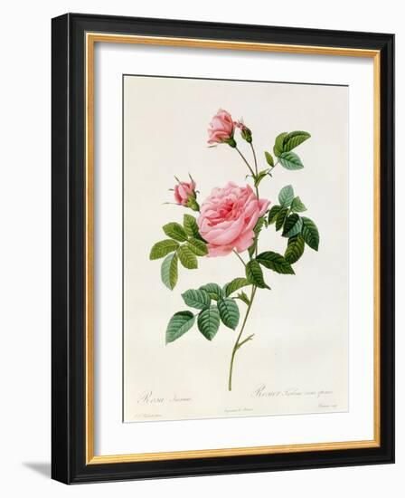 Rosa Inermis-Pierre Joseph Redout?-Framed Giclee Print