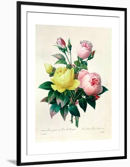 Rosa Lutea And Rosa Indica From Les Choix Des Plus Belles Fleurs 1827 Framed Giclee Print By Pierre Joseph Redouté Artcom