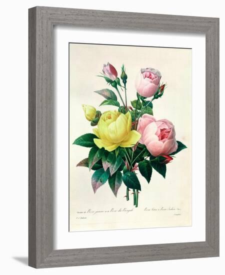 Rosa Lutea and Rosa Indica, from "Les Choix Des Plus Belles Fleurs," 1827-Pierre-Joseph Redouté-Framed Giclee Print