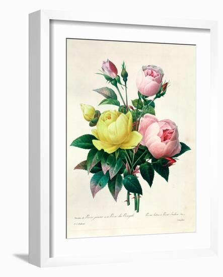 Rosa Lutea and Rosa Indica, from "Les Choix Des Plus Belles Fleurs," 1827-Pierre-Joseph Redouté-Framed Giclee Print