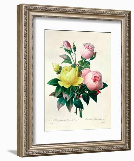 Rosa Lutea and Rosa Indica, from "Les Choix Des Plus Belles Fleurs," 1827-Pierre-Joseph Redouté-Framed Giclee Print