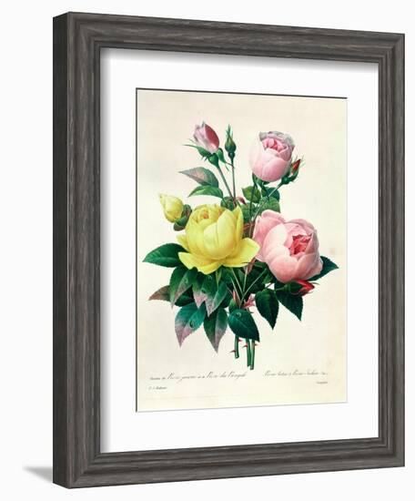 Rosa Lutea and Rosa Indica, from "Les Choix Des Plus Belles Fleurs," 1827-Pierre-Joseph Redouté-Framed Giclee Print