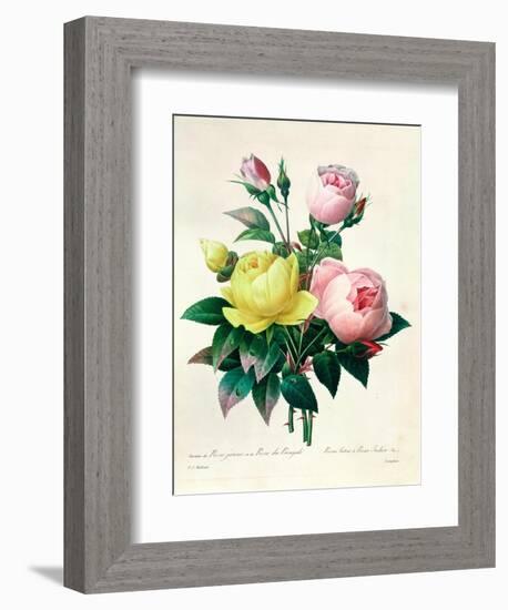 Rosa Lutea and Rosa Indica, from "Les Choix Des Plus Belles Fleurs," 1827-Pierre-Joseph Redouté-Framed Giclee Print