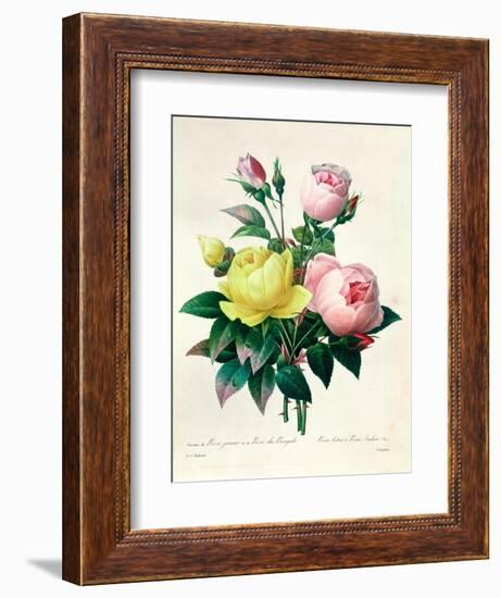 Rosa Lutea and Rosa Indica, from "Les Choix Des Plus Belles Fleurs," 1827-Pierre-Joseph Redouté-Framed Giclee Print