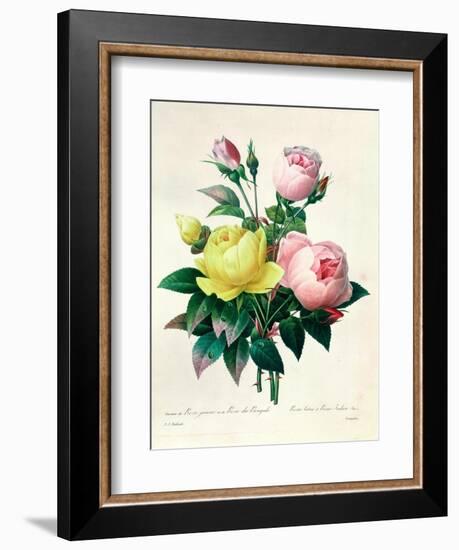 Rosa Lutea and Rosa Indica, from "Les Choix Des Plus Belles Fleurs," 1827-Pierre-Joseph Redouté-Framed Giclee Print