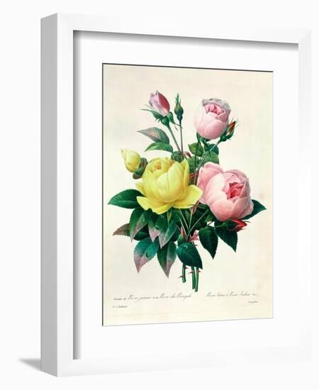 Rosa Lutea and Rosa Indica, from "Les Choix Des Plus Belles Fleurs," 1827-Pierre-Joseph Redouté-Framed Giclee Print